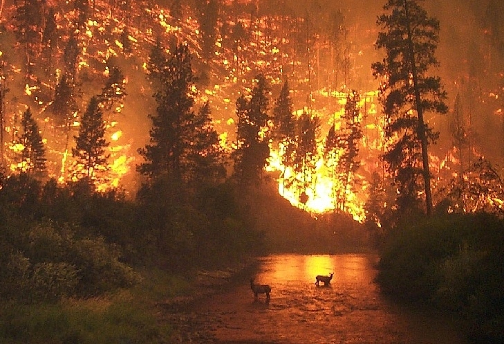feu de forêt climat