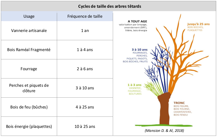 dur&eacute;e cycle de taille trogne